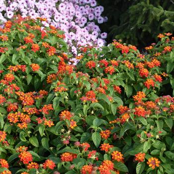Lantana camara - Gem&trade; Compact Orange Fire