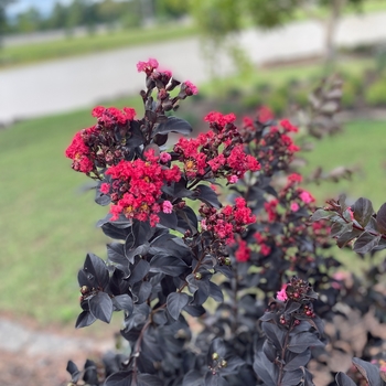 Lagerstroemia (Crapemyrtle) - Thunderstruck 'Ruby' Crape Myrtle