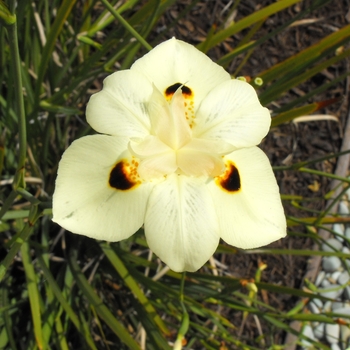 Dietes bicolor - Bicolor African Iris