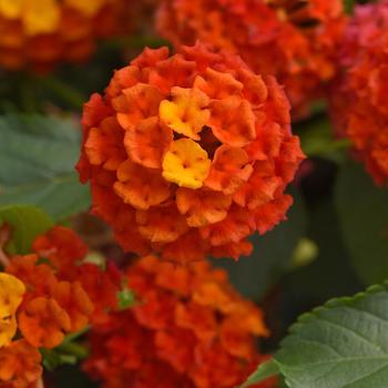 Lantana camara - Shamrock™ Orange Flame Improved