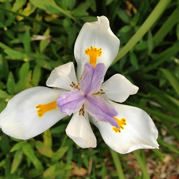 Dietes iridioides - African Iris