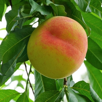 Prunus persica - 'Harvester' Peach