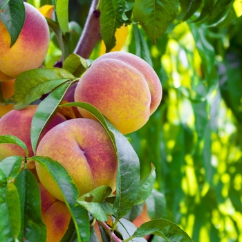 Prunus persica - 'La Festival' Peach