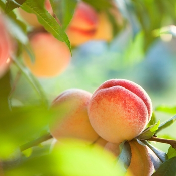 Prunus persica - 'Elberta' Peach