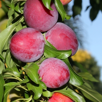 Prunus salicina - 'Ozark Premier' Plum
