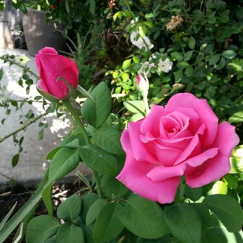 Rosa - Perfume Delight Hybrid Tea Rose