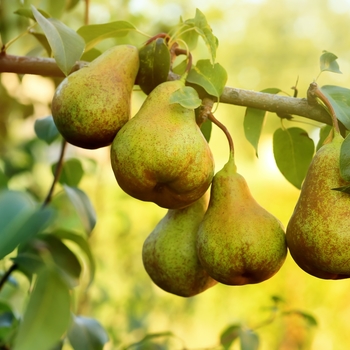 Pyrus communis - 'Moonglow' Pear