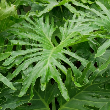 Thaumatophyllum bipinnatifidum - Split Leaf Philodendron