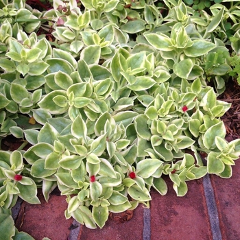 Aptenia cordifolia - 'Variegated' Aptenia