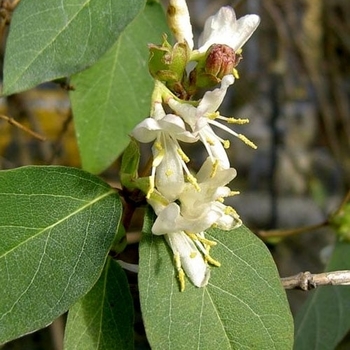 Lonicera fragrantissima - Winter Honeysuckle