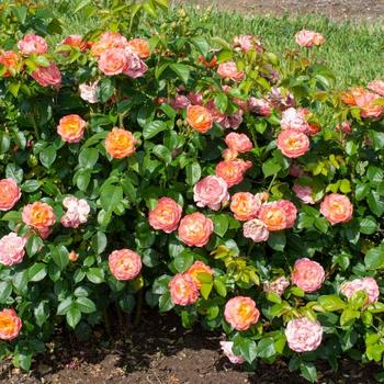 Rosa x - Knock Out® Orange Glow™ Rose