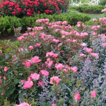 Rosa (Shrub Rose) - Knock Out® Pink