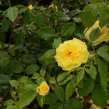 Rosa - 'Sunsprite' Rose Rosa - 'Sunsprite' Rose