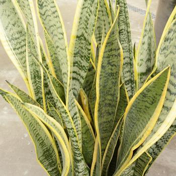 Sansevieria laurentii - Snake Plant