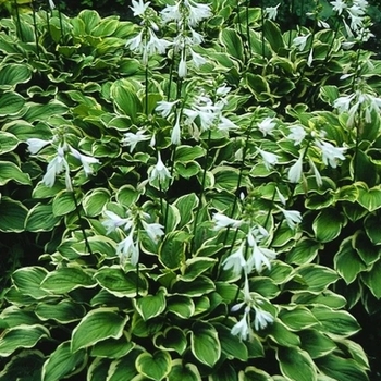 Hosta - 'So Sweet' Hosta, Plantain Lily