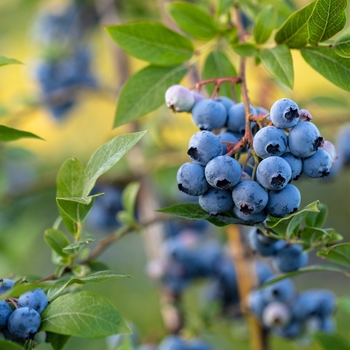 Vaccinium ashei - 'Premier' Rabbiteye Blueberry