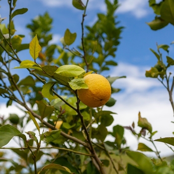 Citrus limon - 'Meyer' Lemon