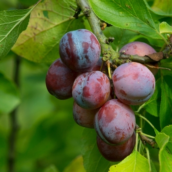 Prunus salicina - 'Autumn Rosa' Plum