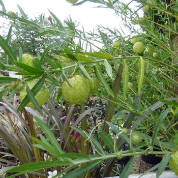 Gomphocarpus physocarpus - Balloon Milkweed