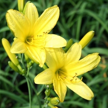 Hemerocallis - 'Yangtze' Daylily