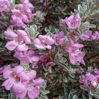 Leucophyllum frutescens - 'Silver Star' Texas Sage