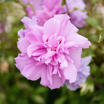 Hibiscus syriacus - Purple Rose of Sharon