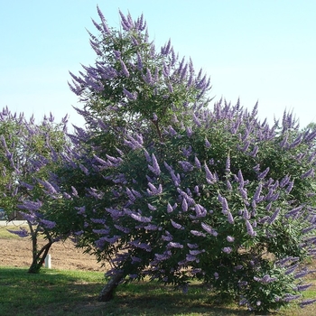 Vitex agnus-castus - 'Montrose Purple' Chaste Tree