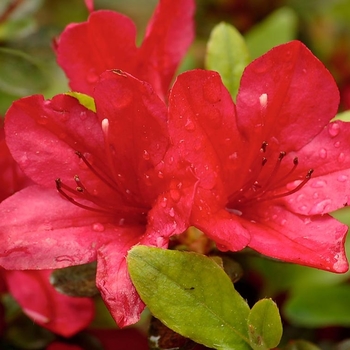 Rhododendron Satsuki Hybrid - 'Amagasa' Azalea