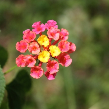 Lantana camara - 'Irene'