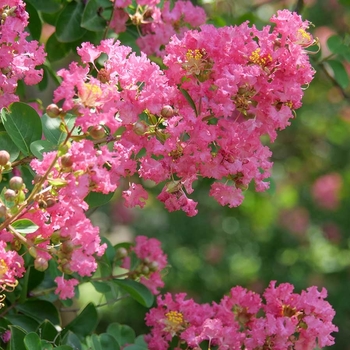 Lagerstroemia indica (Crapemyrtle) - GreatMyrtle™ 'Cotton Candy'