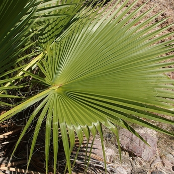 Washingtonia robusta - Mexican Fan Palm