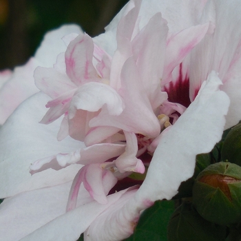 Hibiscus syriacus - 'Morning Star' Rose of Sharon