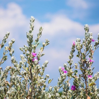 Leucophyllum frutescens - 'Heavenly Cloud' Texas Sage