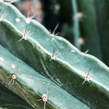Echinopsis langenformis - Bolivian Torch Cactus