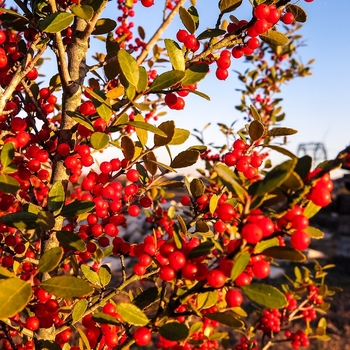 Ilex vomitoria - 'Pride of Houston' Yaupon Holly