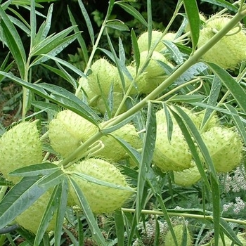 Gomphocarpus physocarpus - Balloon Milkweed