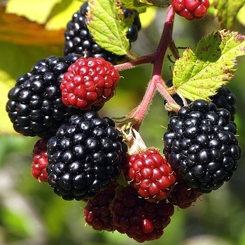 Rubus - 'Brazos' Blackberry
