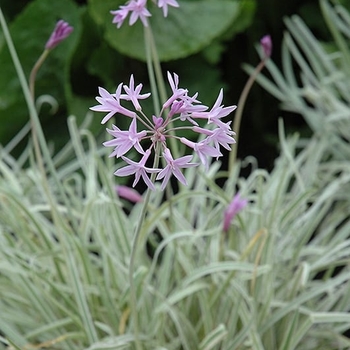 Tulbaghia violacea - Varigated Society Garlic