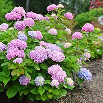 Hydrangea arborescens (Smooth Hydrangea) - Endless Summer® 'Bella Anna®'