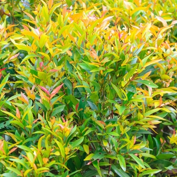 Syzygium paniculatum - Eugenia (Globe)