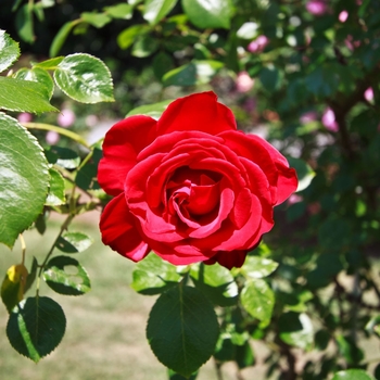 Rosa - 'Red Cascade' Climbing Rose (Trellised)