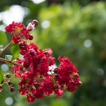 Lagerstroemia indica - 'Victor' Crapemyrtle