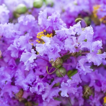 Lagerstroemia indica - 'Autauga Purple' Crape Myrtle