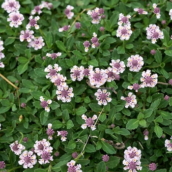 Phyla nodiflora - Frogfruit