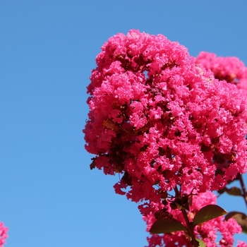 Lagerstroemia - 'Tuskegee' Crape Myrtle