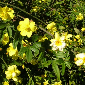 Jasminum mesnyi - Primrose Jasmine