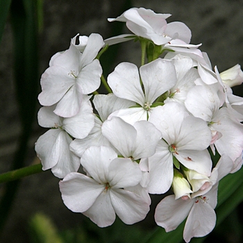 Pelargonium - White Geranium