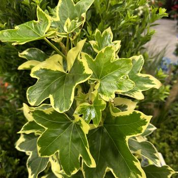 x Fatshedera lizei - 'Angyo Star' Ivy Trellis 