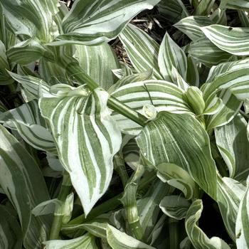 Tradescantia - 'Pistachio White' Inch Plant