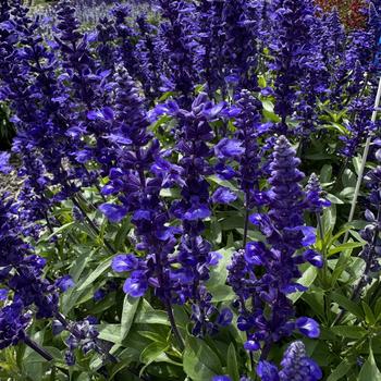 Salvia farinacea - 'Midnight Candle' Mealycup Sage